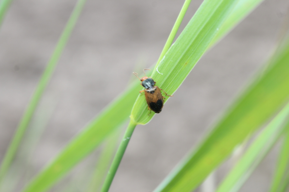 Diachromus germanus - német tarkafutó