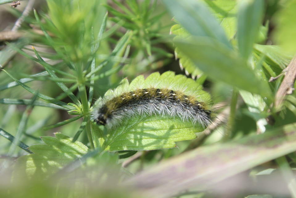 Rhyparia purpurata - bíborszínű medvelepke