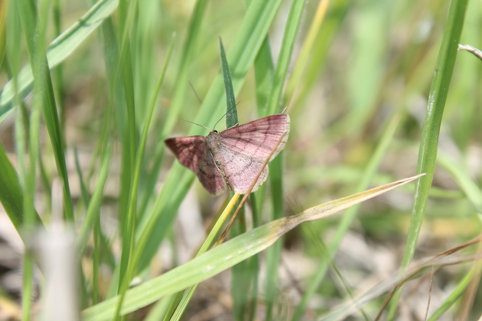 Scopula rubiginata - réti pirosaraszoló
