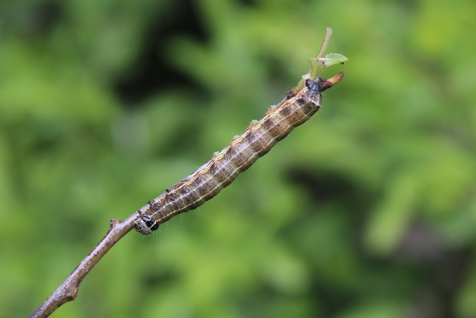 Orthosia cruda - kis barkabagoly