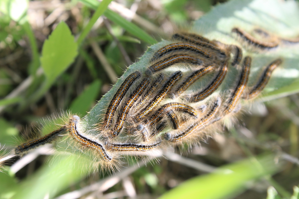 Malacosoma castrensis - kutyatejszövő