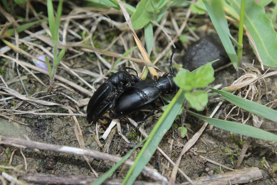 Dorcadion aethiops - fekete gyalogcincér