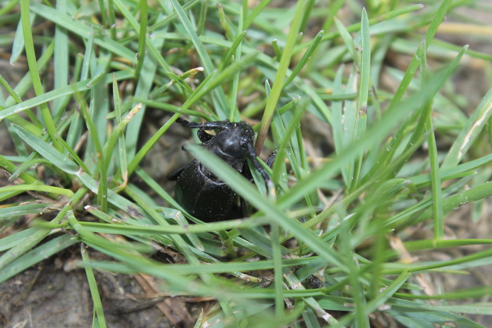Dorcadion aethiops - fekete gyalogcincér