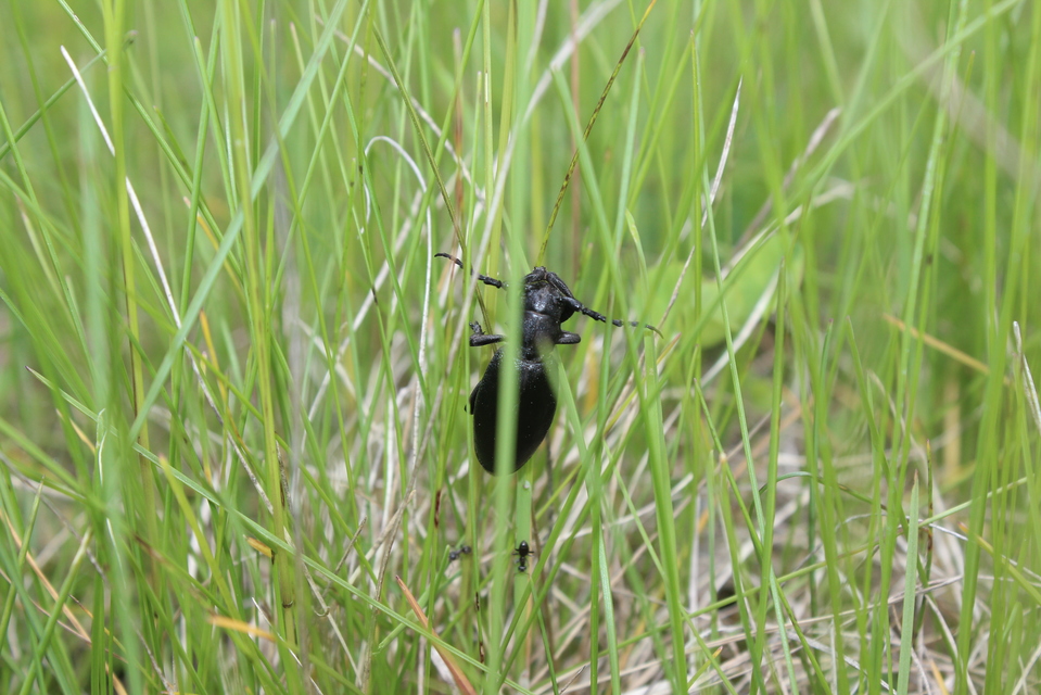 Dorcadion aethiops - fekete gyalogcincér
