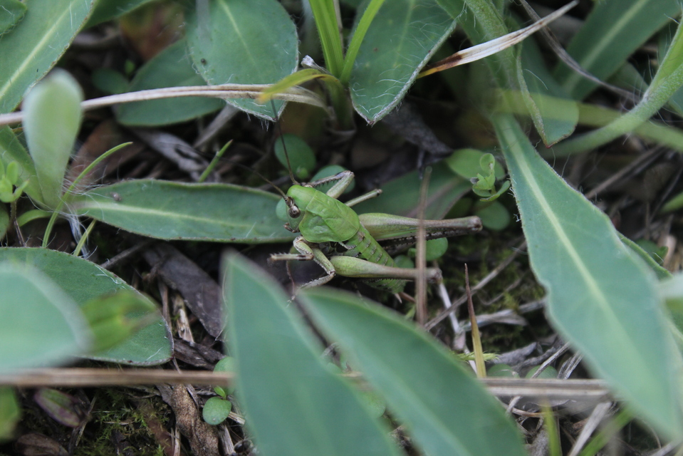 Decticus verrucivorus - szemölcsevő szöcske