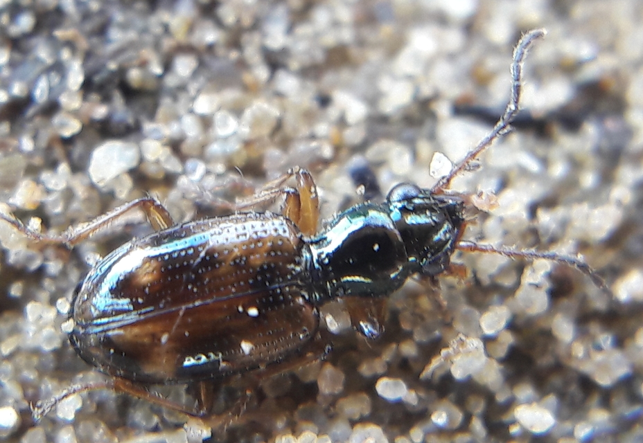Bembidion articulatum - öves gyorsfutó