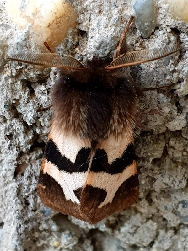 Watsonarctia deserta - tarka medvelepke Watsonarctia deserta - tarka medvelepke