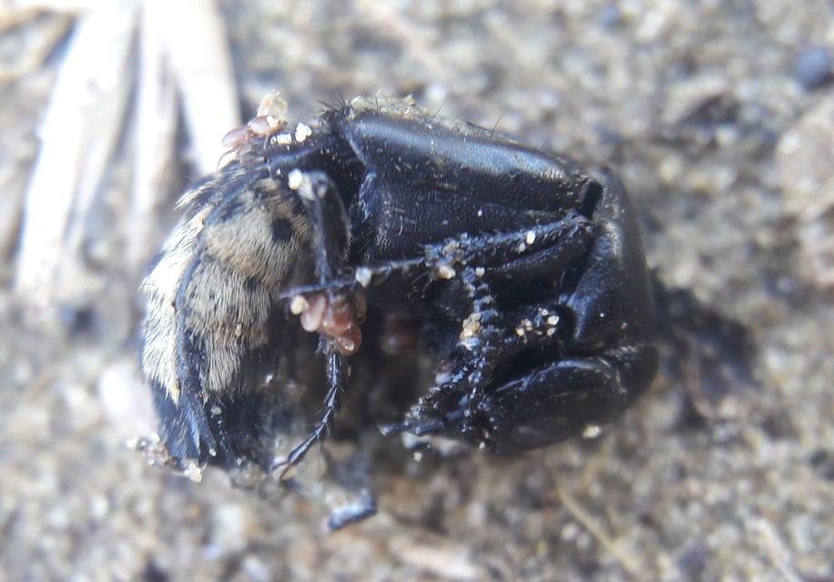 Creophilus maxillosus - dögész holyva