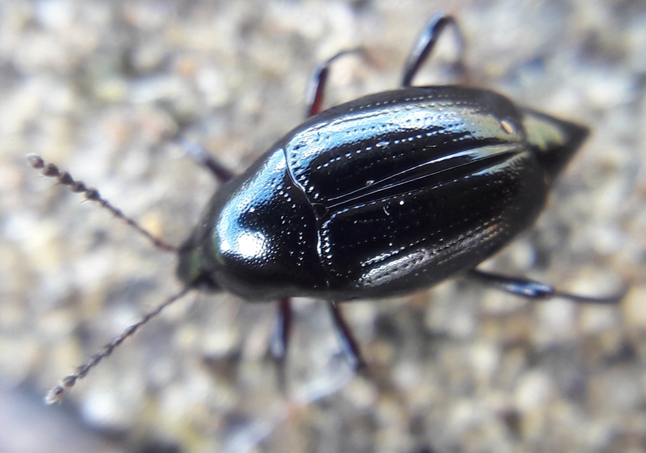 Scaphium immaculatum - görbelábú sajkabogár
