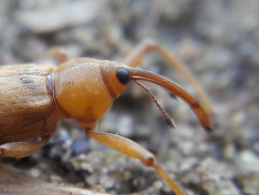 Dorytomus longimanus - kétalakú hangormányos
