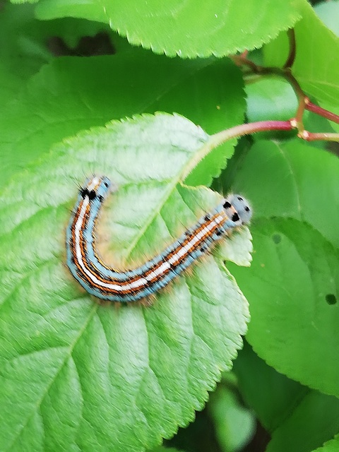 Malacosoma neustria - gyűrűsszövő