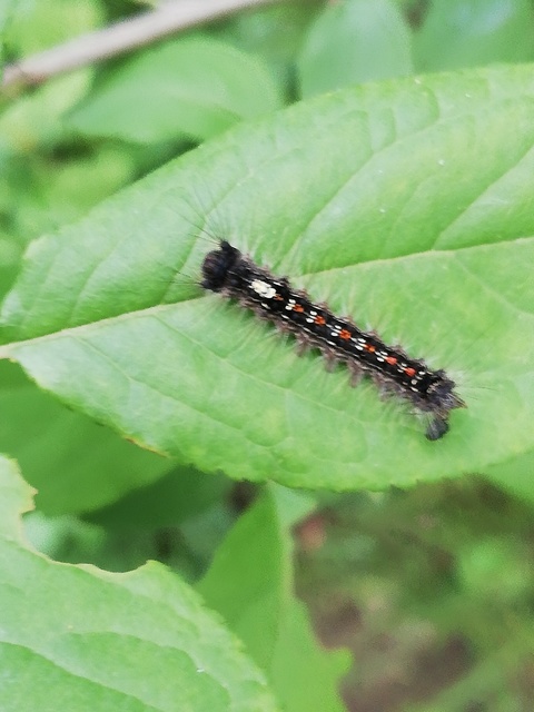 Lymantria dispar - gyapjaslepke