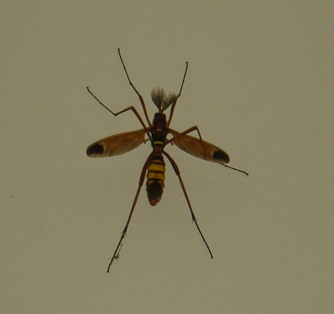 Ctenophora ornata - sárga fésűsszúnyog