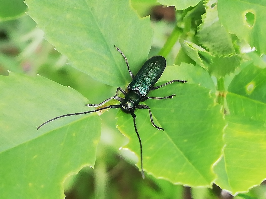 Agapanthia violacea - kék somkórócincér