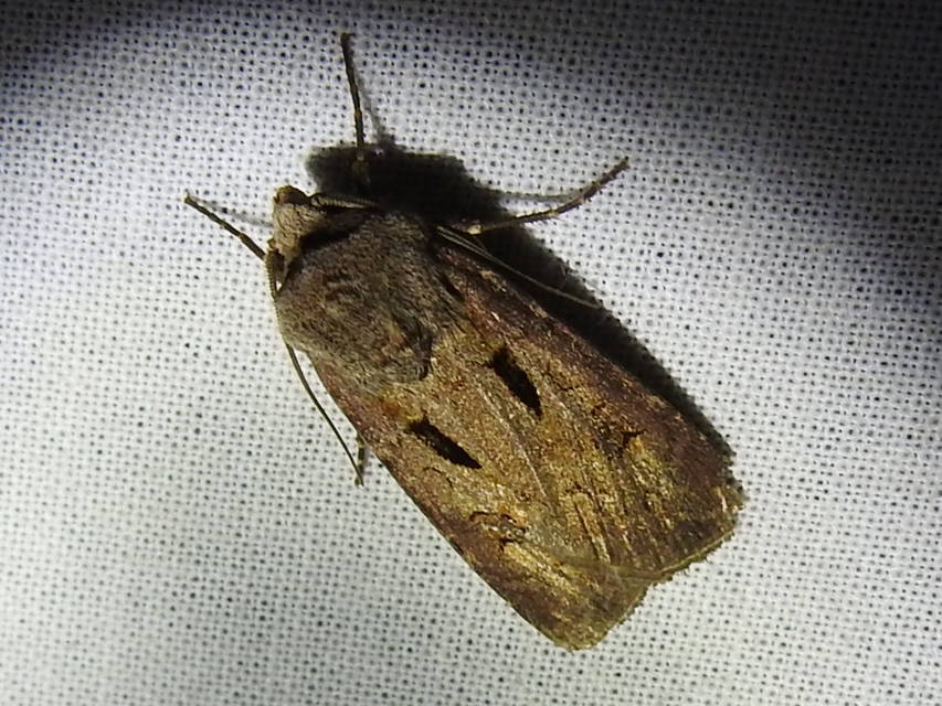 Agrotis exclamationis - felkiáltójeles földibagoly