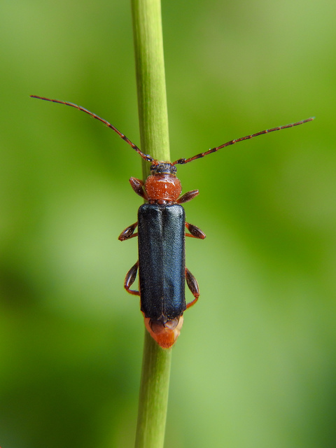 Phymatodes testaceus - változékony korongcincér