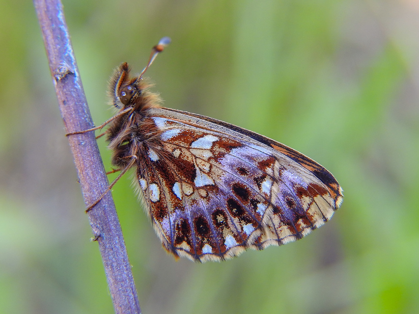 Boloria dia - kis gyöngyházlepke