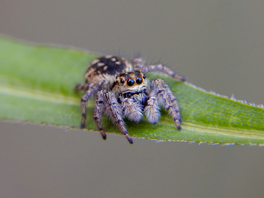 Carrhotus xanthogramma - rozsdás ugrópók