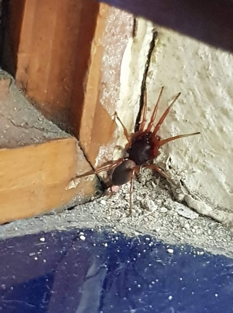 Dysderidae - fojtópókok
