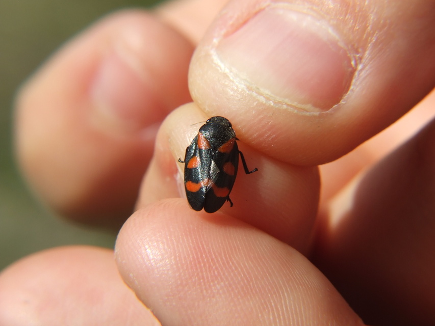 Cercopis sanguinolenta