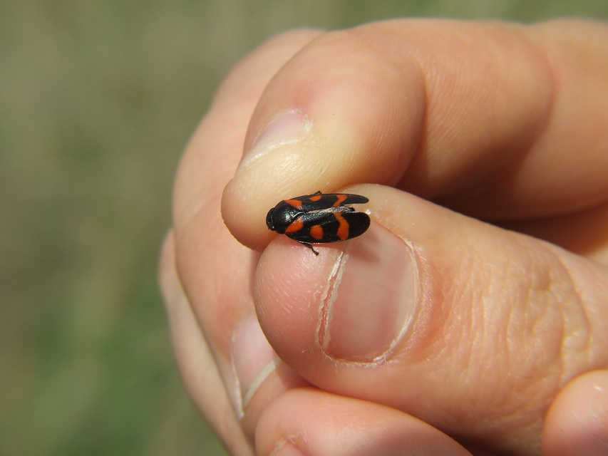 Cercopis
