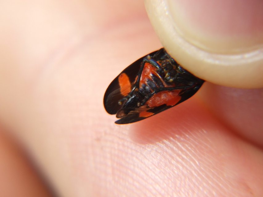 Cercopis