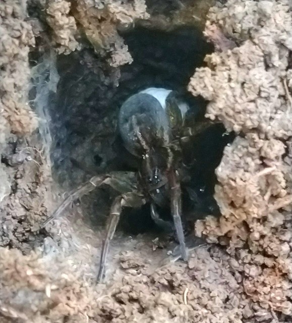 Trochosa
