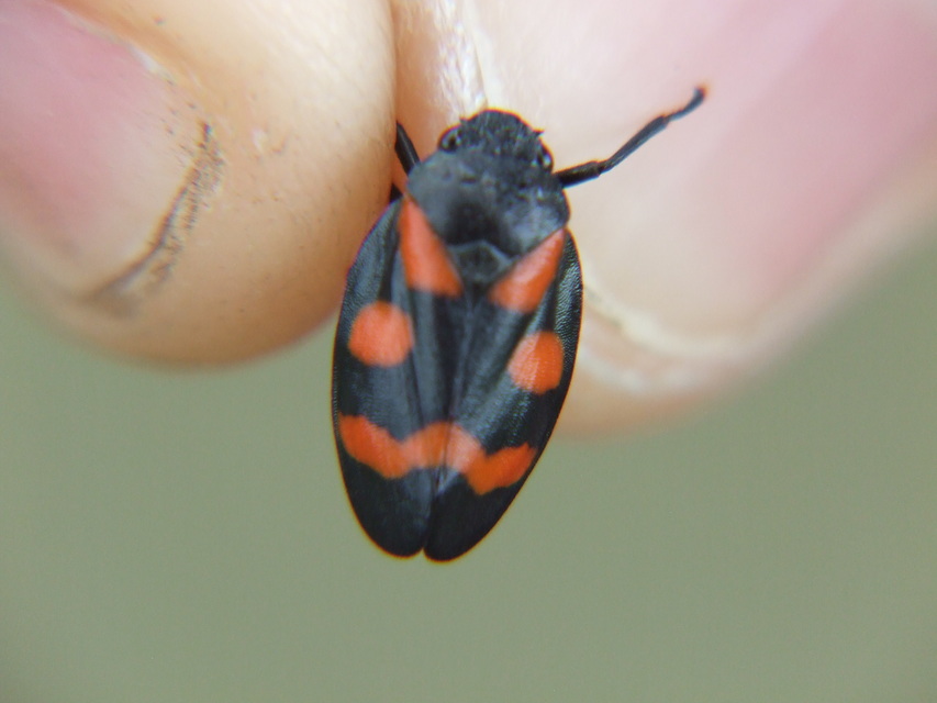 Cercopis sanguinolenta