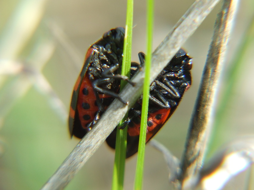 Cercopis sanguinolenta