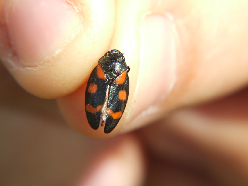 Cercopis sanguinolenta