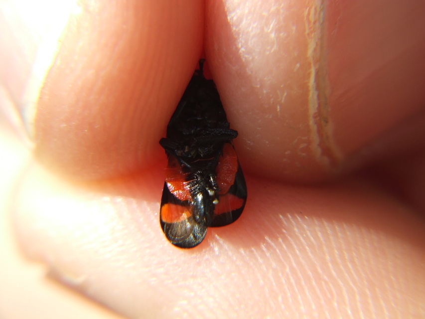 Cercopis arcuata