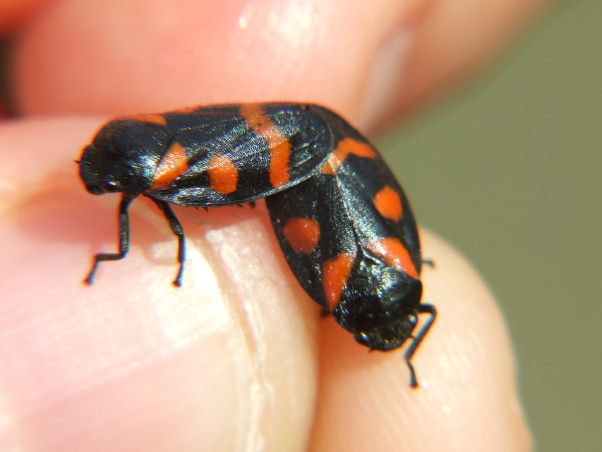 Cercopis