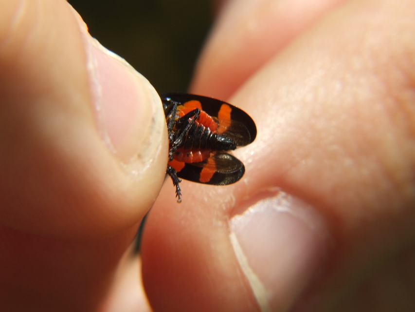 Cercopis sanguinolenta