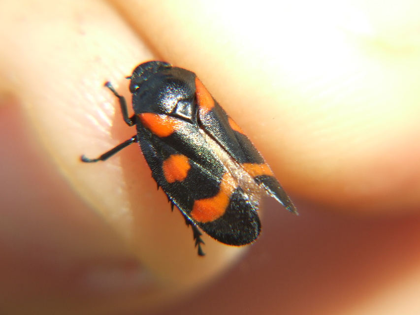 Cercopis sanguinolenta