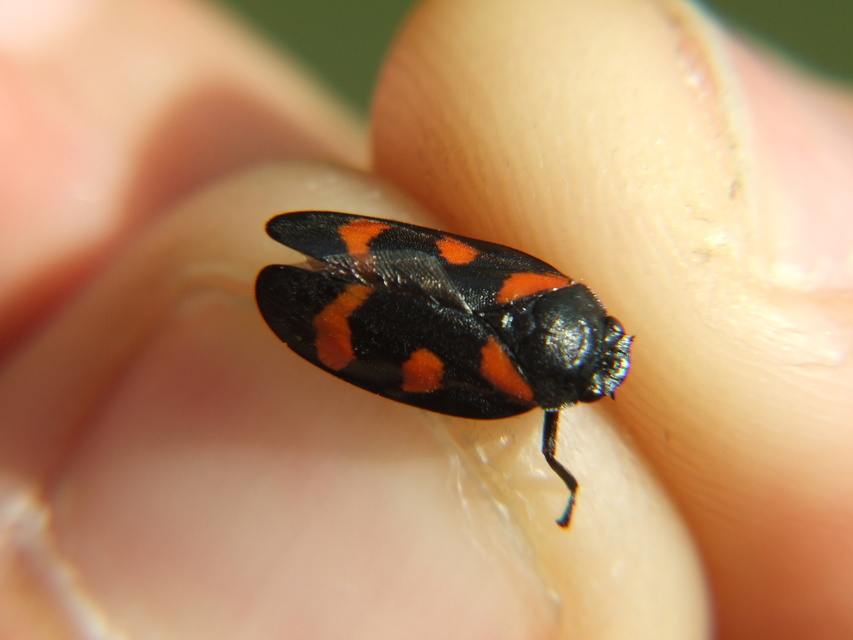 Cercopis arcuata