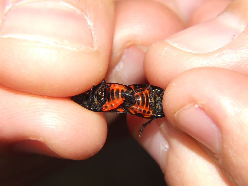 Cercopis sanguinolenta