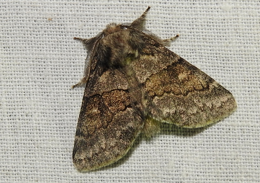 Gluphisia crenata - kormos púposszövő