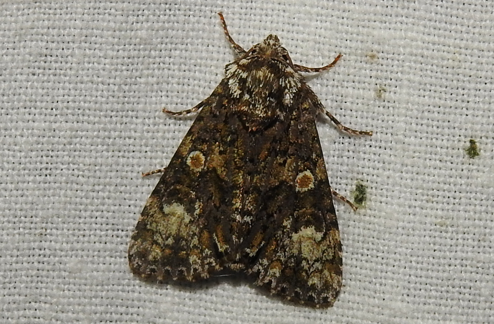 Craniophora ligustri - fagyalbagoly