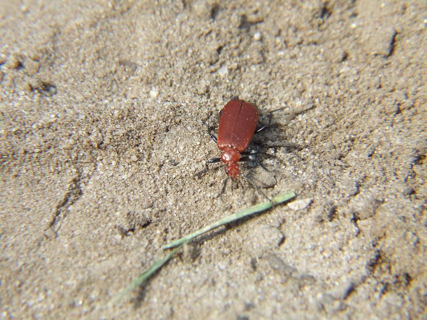 Pyrochroa serraticornis - közép-bíborbogár