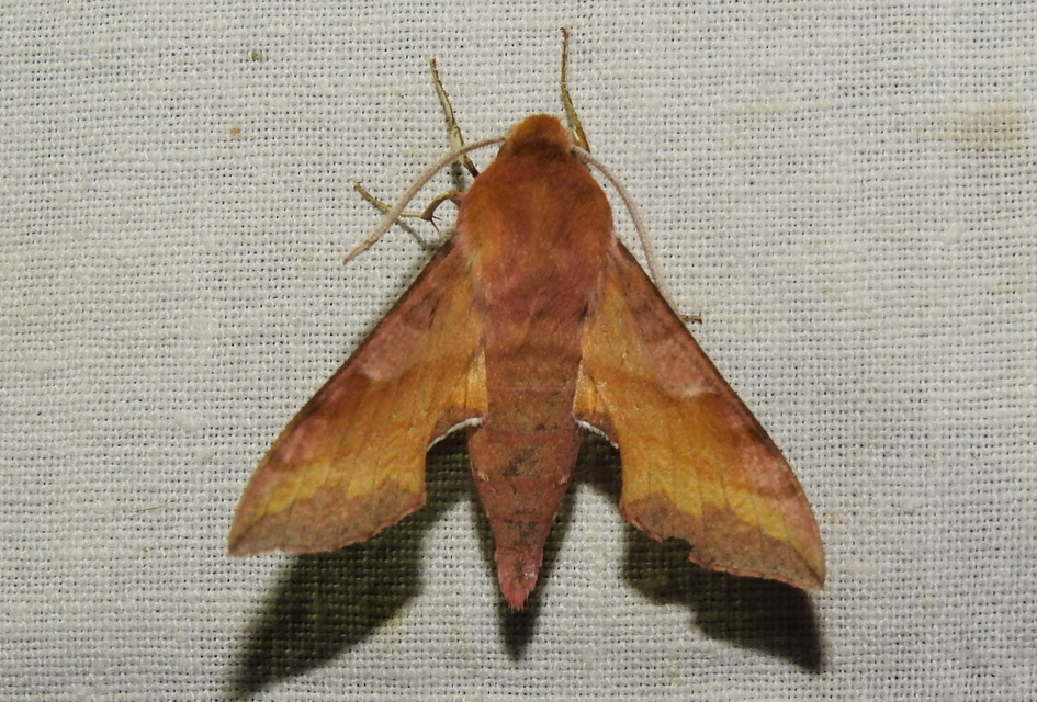 Deilephila porcellus - piros szender