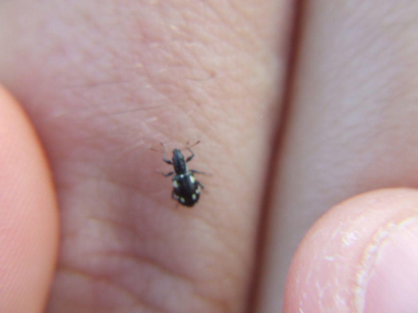 Polydrusus picus - pikkelyfoltos lombormányos