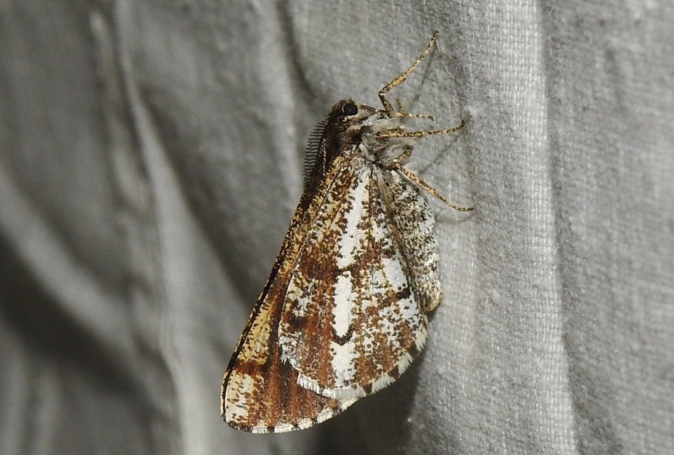 Bupalus piniaria - fenyőaraszoló