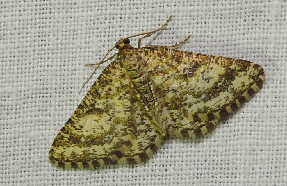 Heliomata glarearia - bőrszínű araszoló