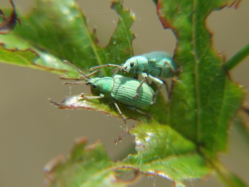 Phyllobius virideaeris - halványzöld levélormányos