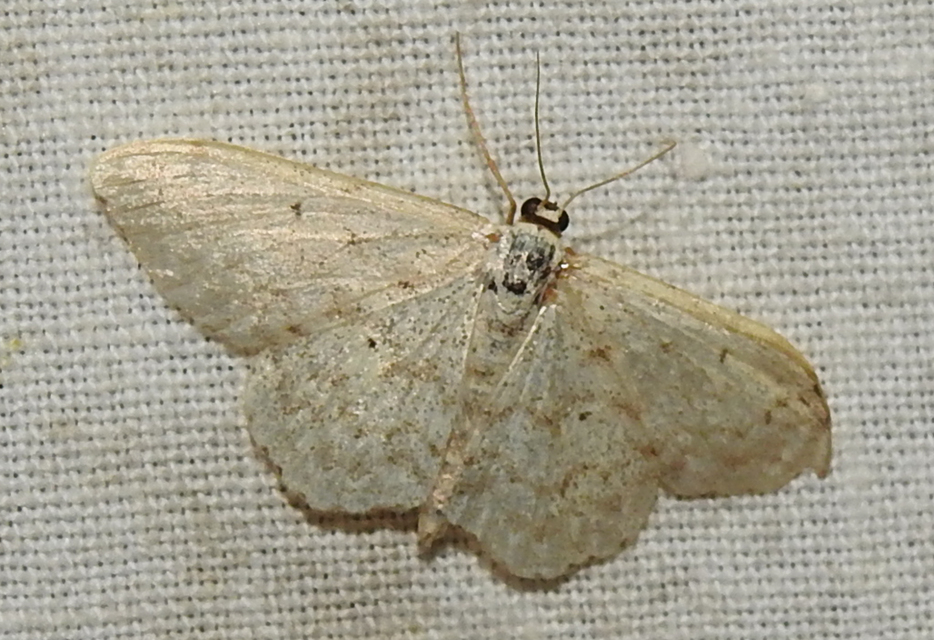 Scopula marginepunctata - pettyes sávosaraszoló
