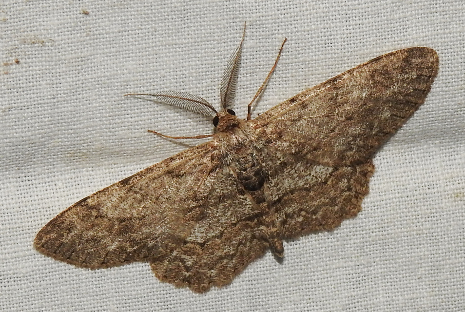 Hypomecis punctinalis - pettyes faaraszoló