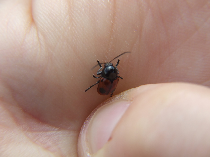 Cryptocephalus bipunctatus - kétpettyes zömökbogár
