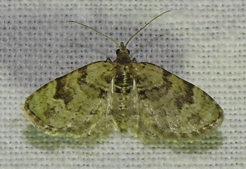 Chloroclystis v-ata - zöldes törpearaszoló