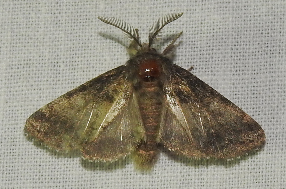 Gluphisia crenata - kormos púposszövő
