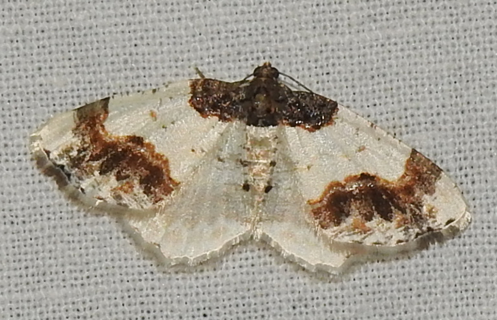 Ligdia adustata - barna levélaraszoló